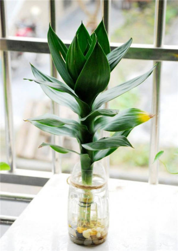 Appreciation of Hydroponic Rich Bamboo