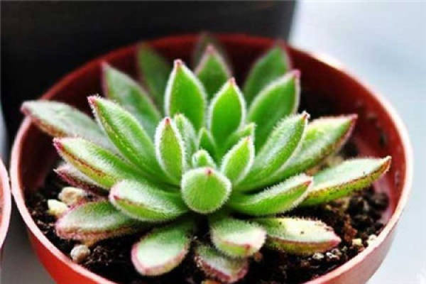 Succulent plant Echinacea