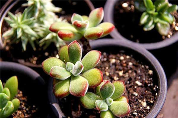 Succulent plant Echinacea