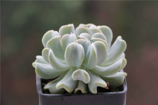 Succulent plant Echinacea