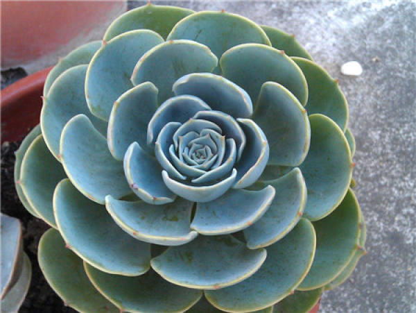 Succulent plant Echinacea