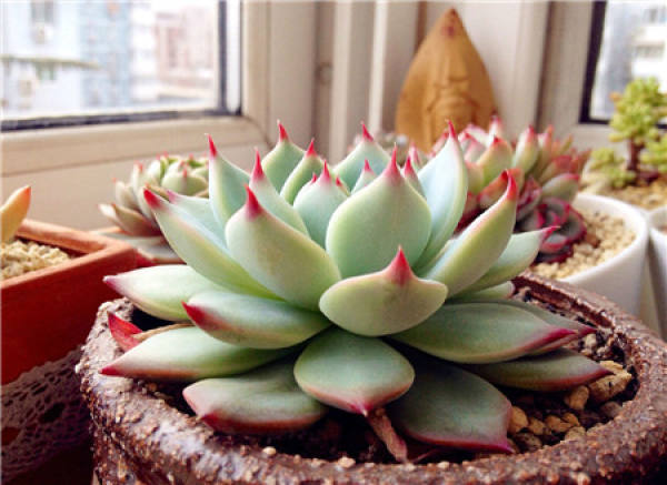 Succulent plant Echinacea