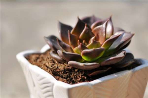 Succulent plant Echinacea
