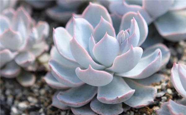 succulent plant Lotus