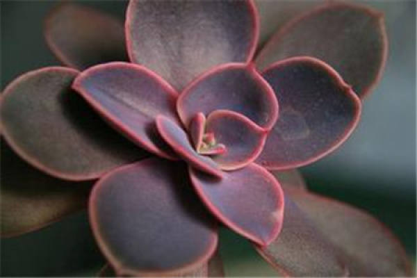 succulent plant Lotus