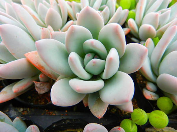 Frost Dynasty