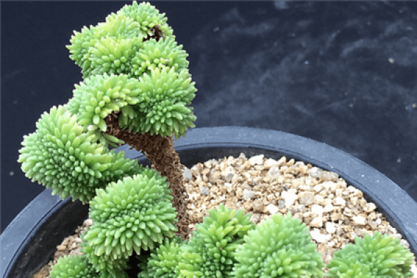 Ball Pine