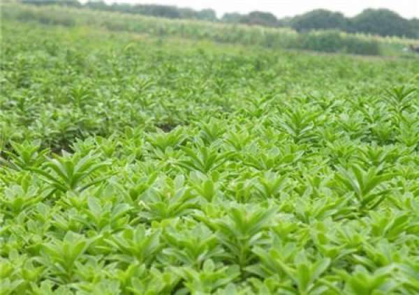 Propagation of cultivated cabbage