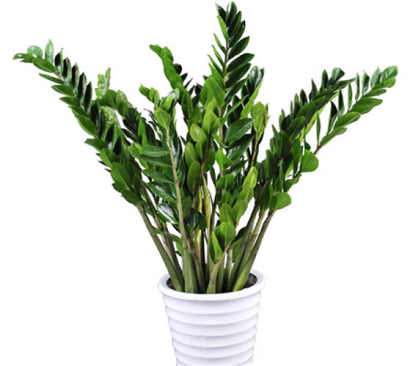 Morphology and Growth Habit of Damnacanthus pinnatifida