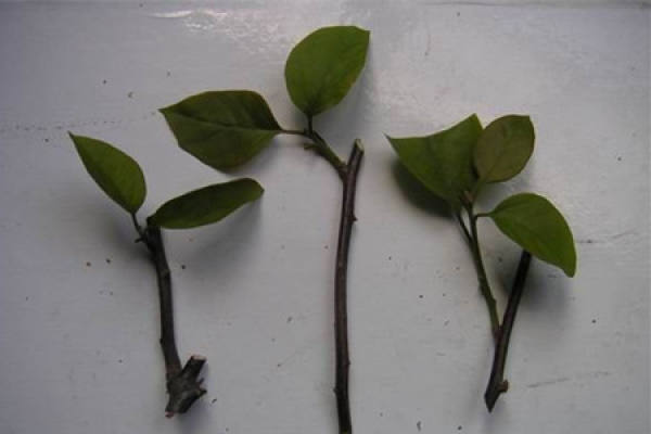 Bougainvillea cutting