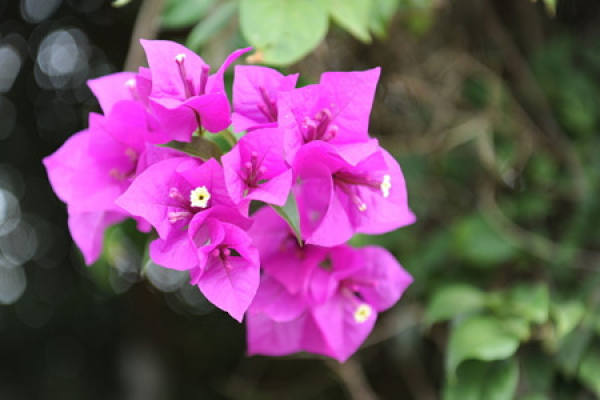 Bougainvillea cutting