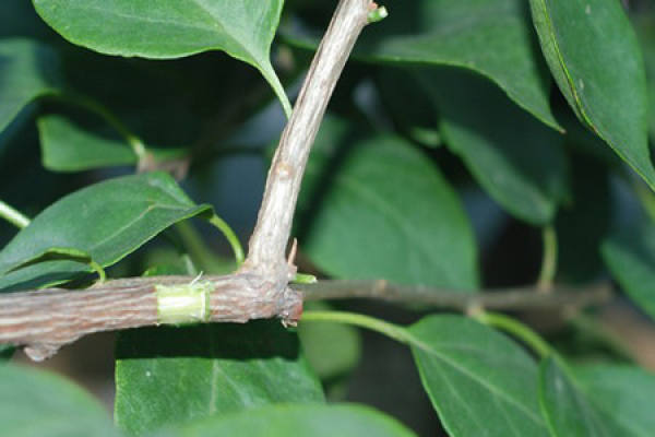 Bougainvillea cutting