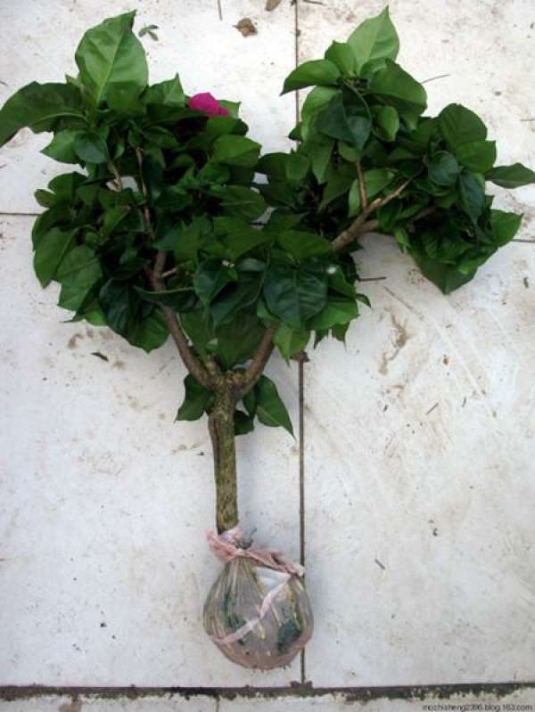 Bougainvillea cutting