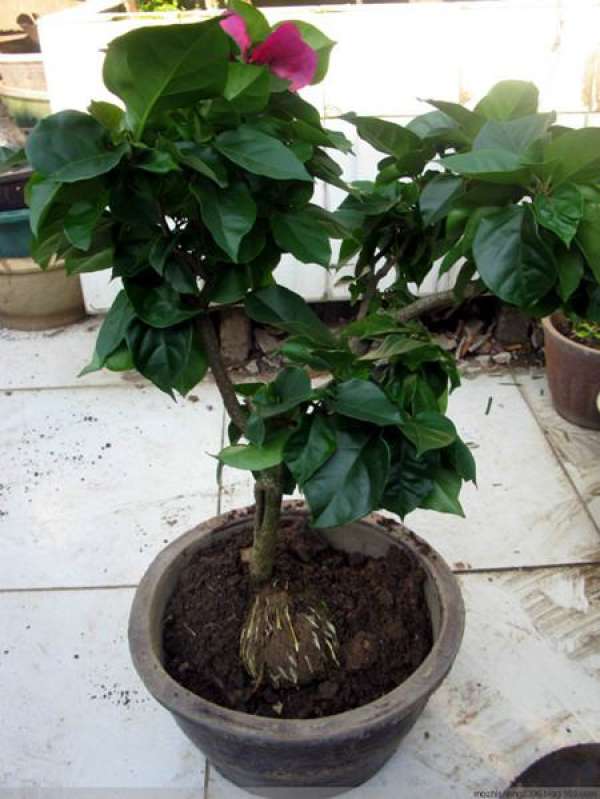 Bougainvillea cutting