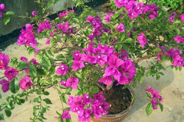 Bougainvillea cutting