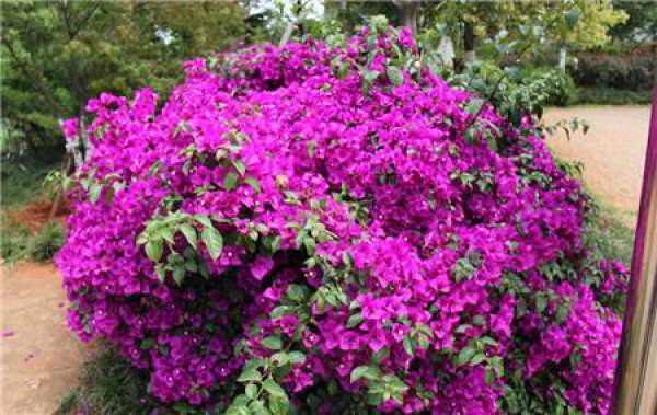 Is Bougainvillea poisonous?
