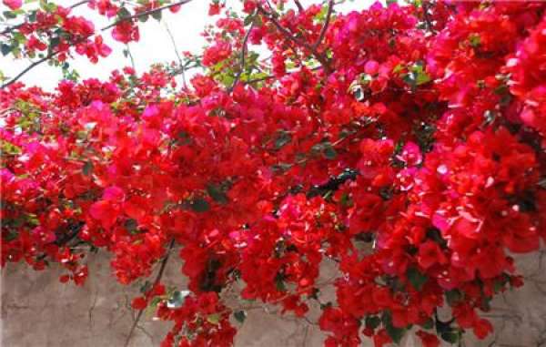 Bougainvillea Tips