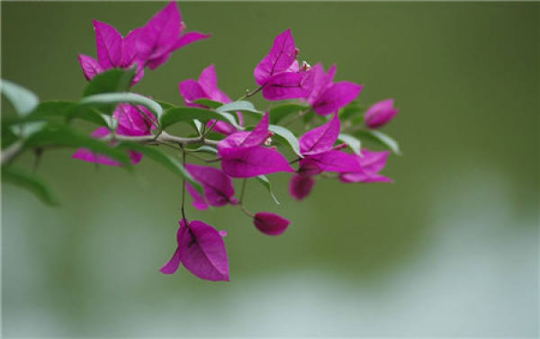 Bougainvillea Tips