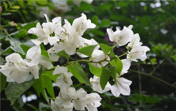 Bougainvillea Tips