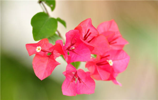 Bougainvillea Tips