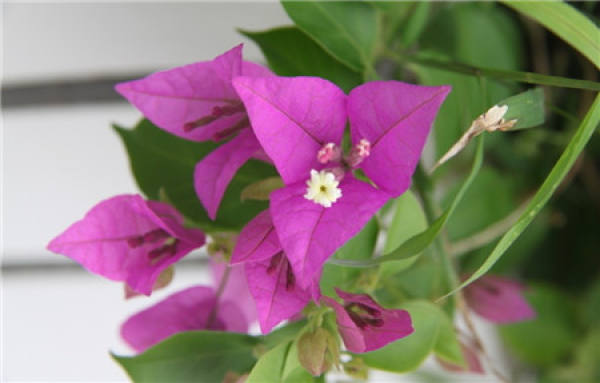 Bougainvillea Tips
