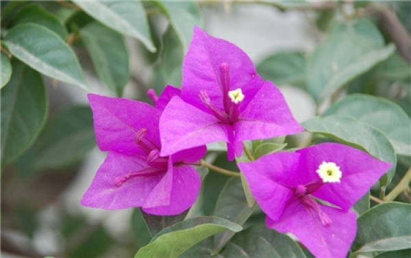 Bougainvillea Tips