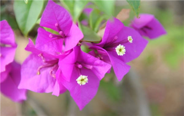 Bougainvillea Tips