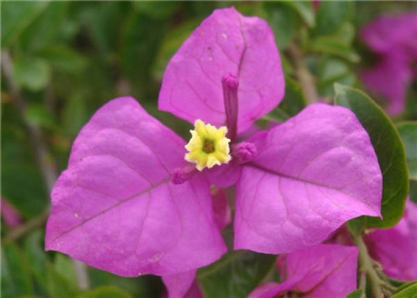 Bougainvillea Tips