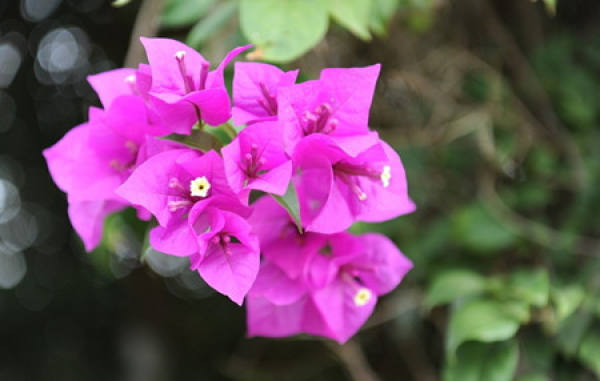 Bougainvillea Tips