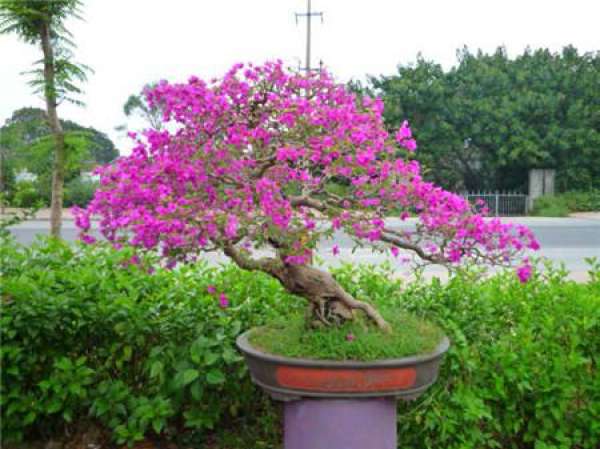 Bougainvillea Tips
