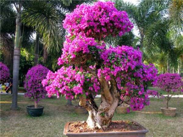 tips for triangle plum