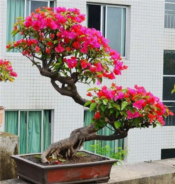 Bougainvillea bonsai appreciation