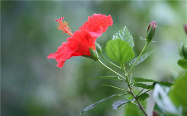 Hibiscus rosa-sinensis winter curing