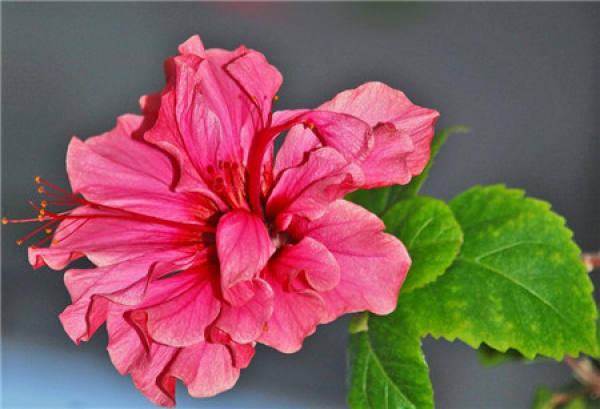 Hibiscus rosa-sinensis winter curing