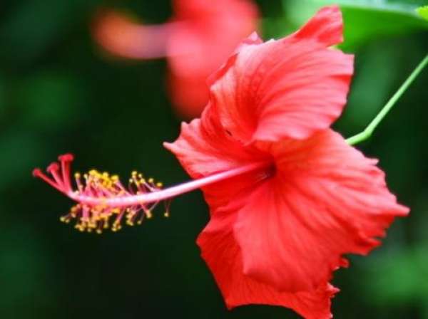 Hibiscus rosa-sinensis winter maintenance: keep the temperatures