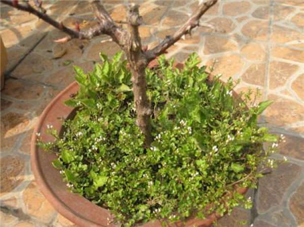 Wonderful use of sawdust