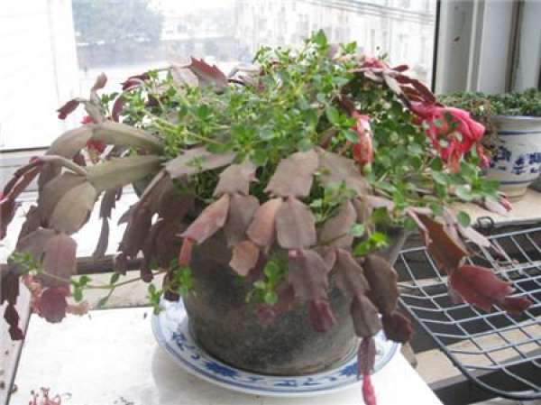 Wonderful use of sawdust