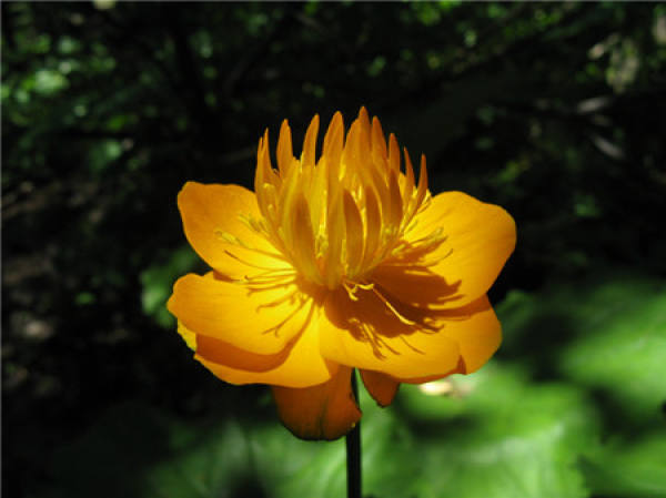 Culture method of potted Chinese globeflower
