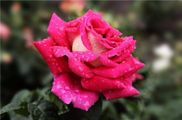 Cultivation method of Chinese rose