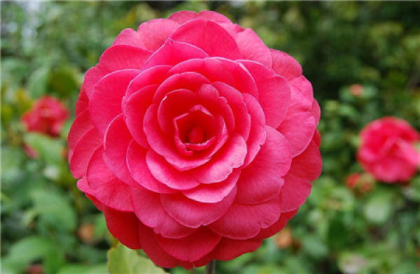 Cultivation method of Chinese rose