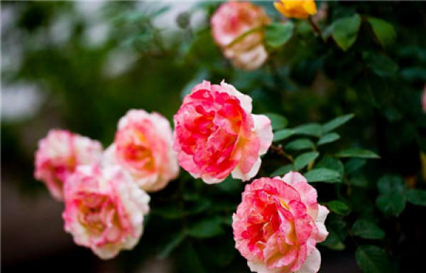 culture method of rose