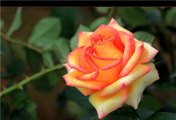 The leaves of roses are different from those of roses.