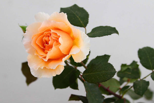 rose and rose leaves are different