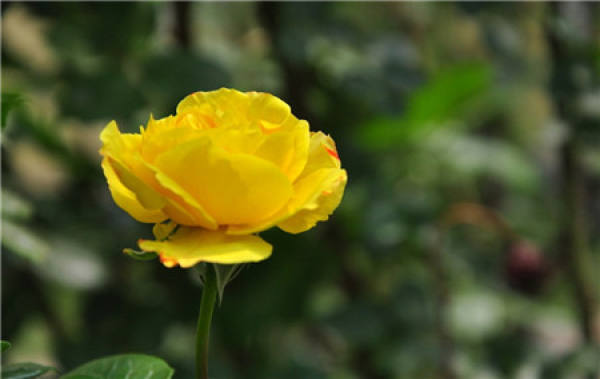 rose and rose leaves are different