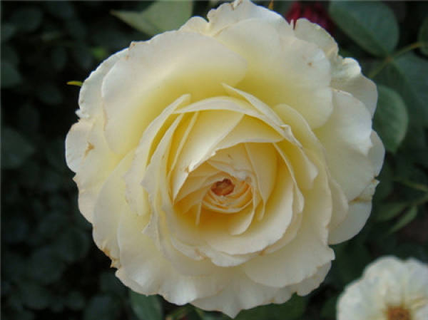 Chinese rose