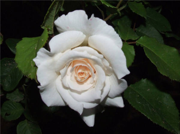 Chinese rose