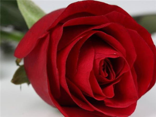 Chinese rose