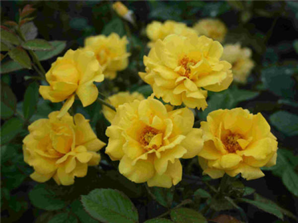 Chinese rose