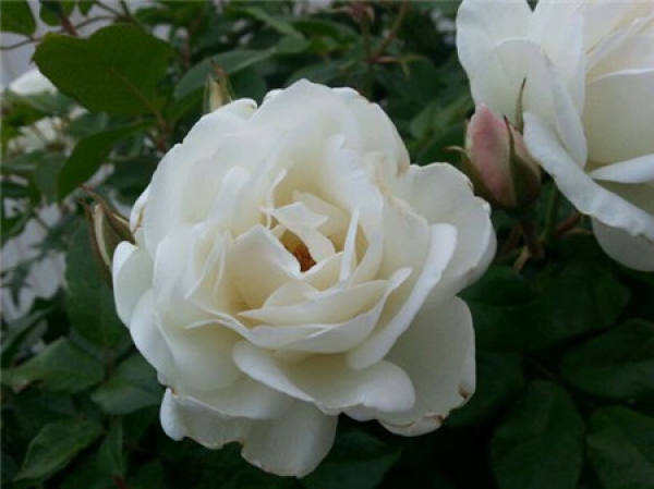 Chinese rose