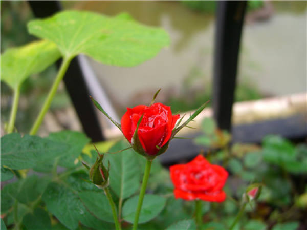 Chinese rose